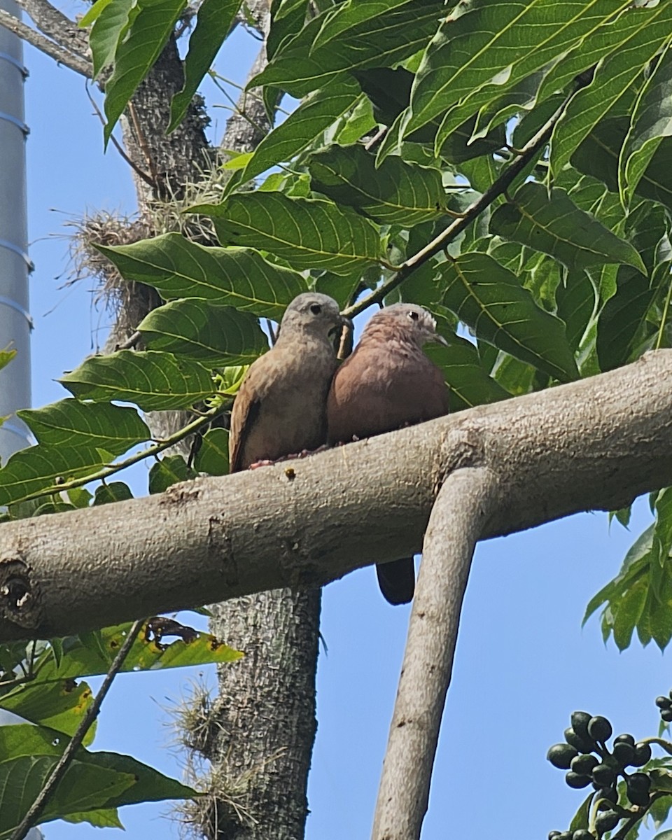 Ruddy Ground Dove - ML646432379