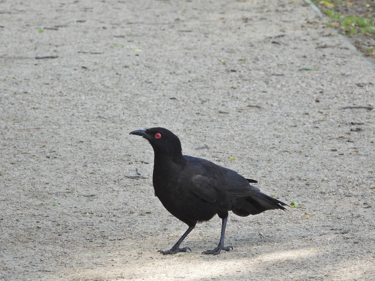 White-winged Chough - ML646432380