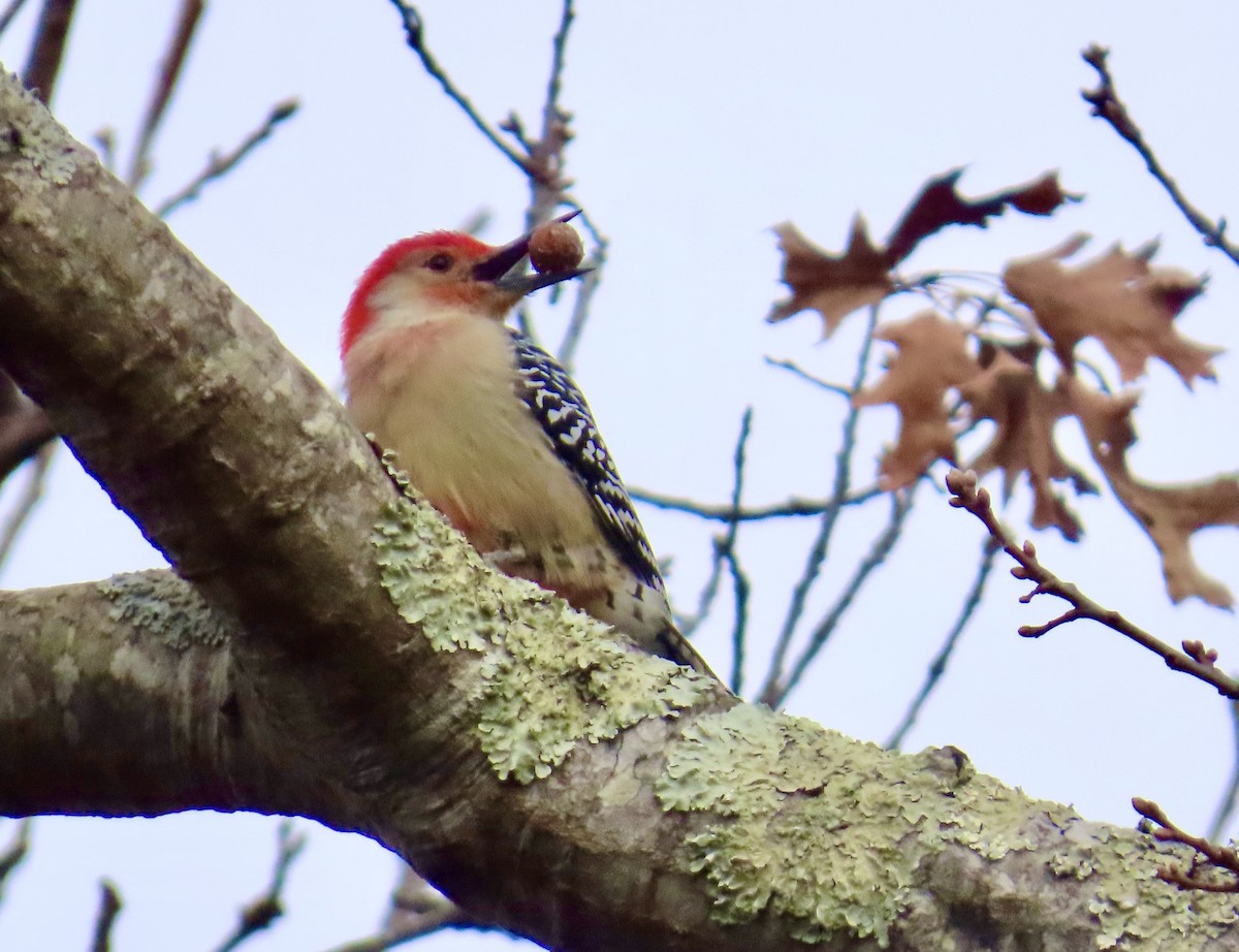 Red-bellied Woodpecker - ML646432381