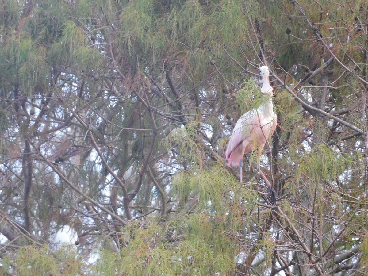 Roseate Spoonbill - ML646432382