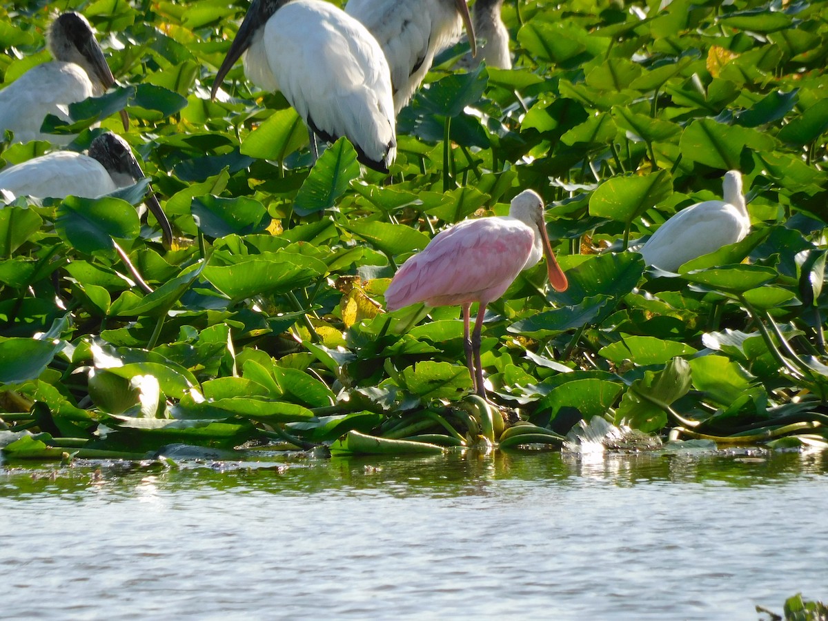 Roseate Spoonbill - ML646432383