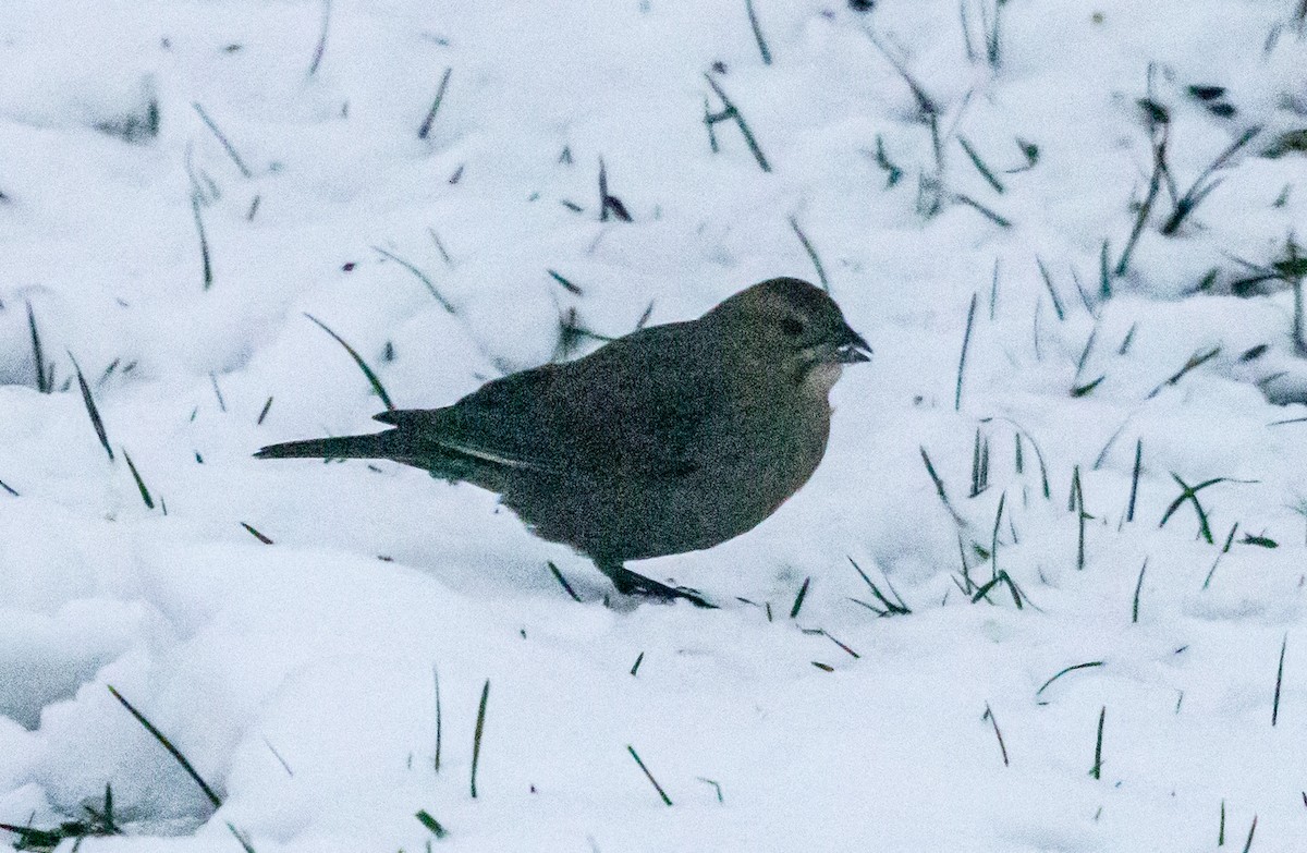 Brown-headed Cowbird - ML646432384