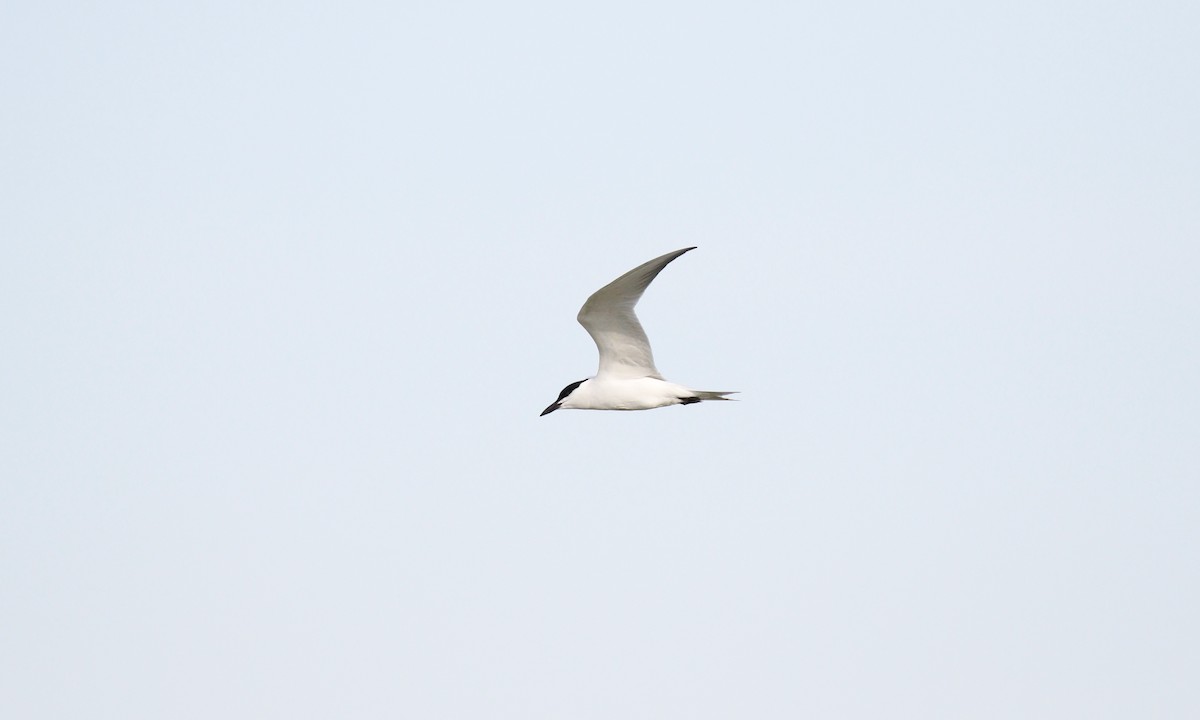 Gull-billed Tern - ML646432385