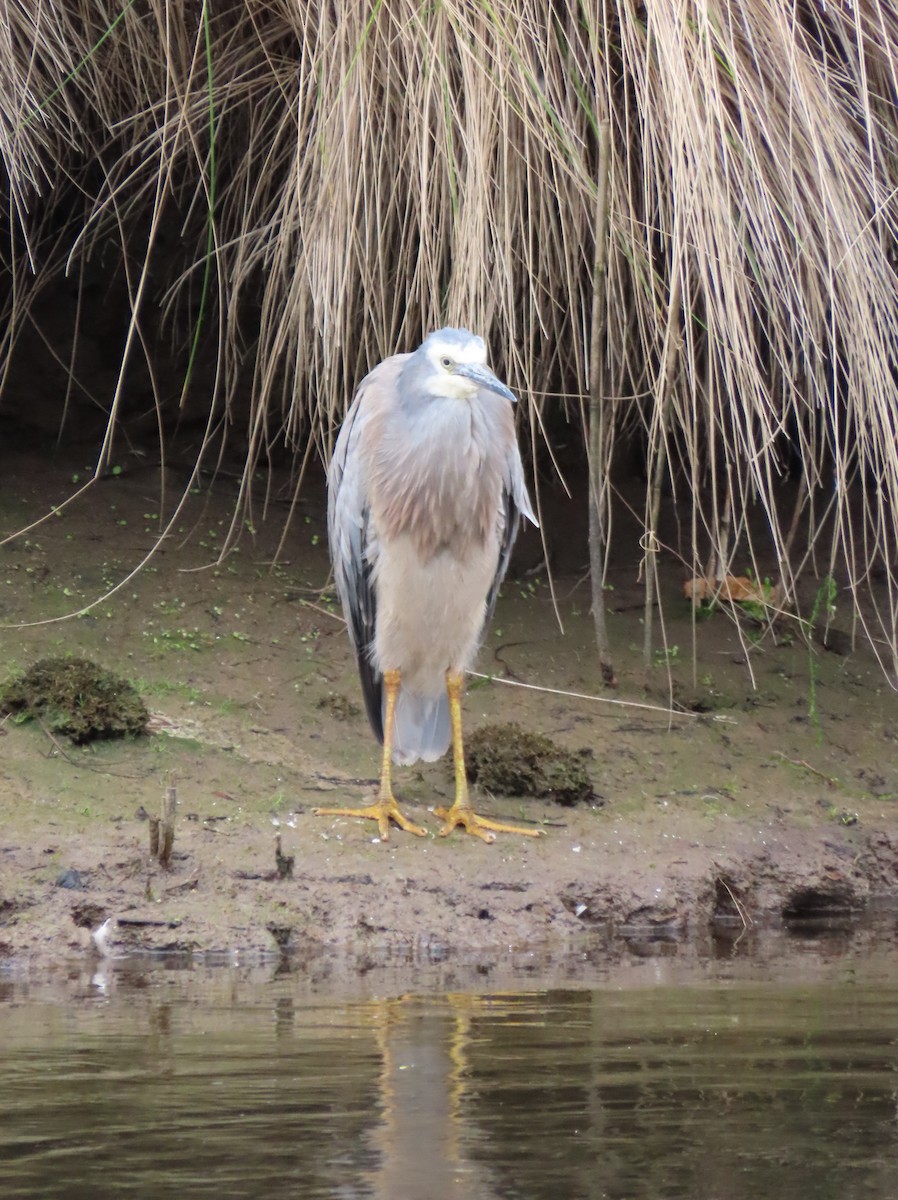 White-faced Heron - ML646432386