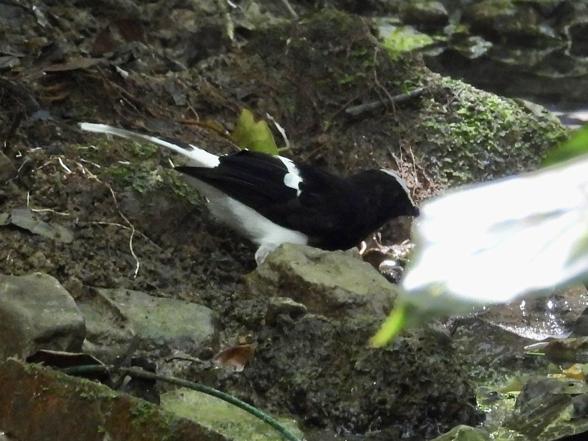 White-crowned Forktail - ML646432387