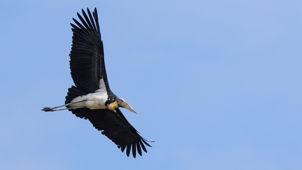 Lesser Adjutant - ML646432388