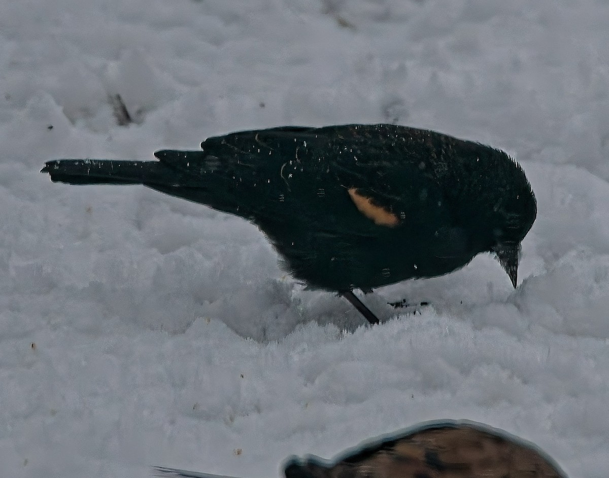 Red-winged Blackbird - ML646432391