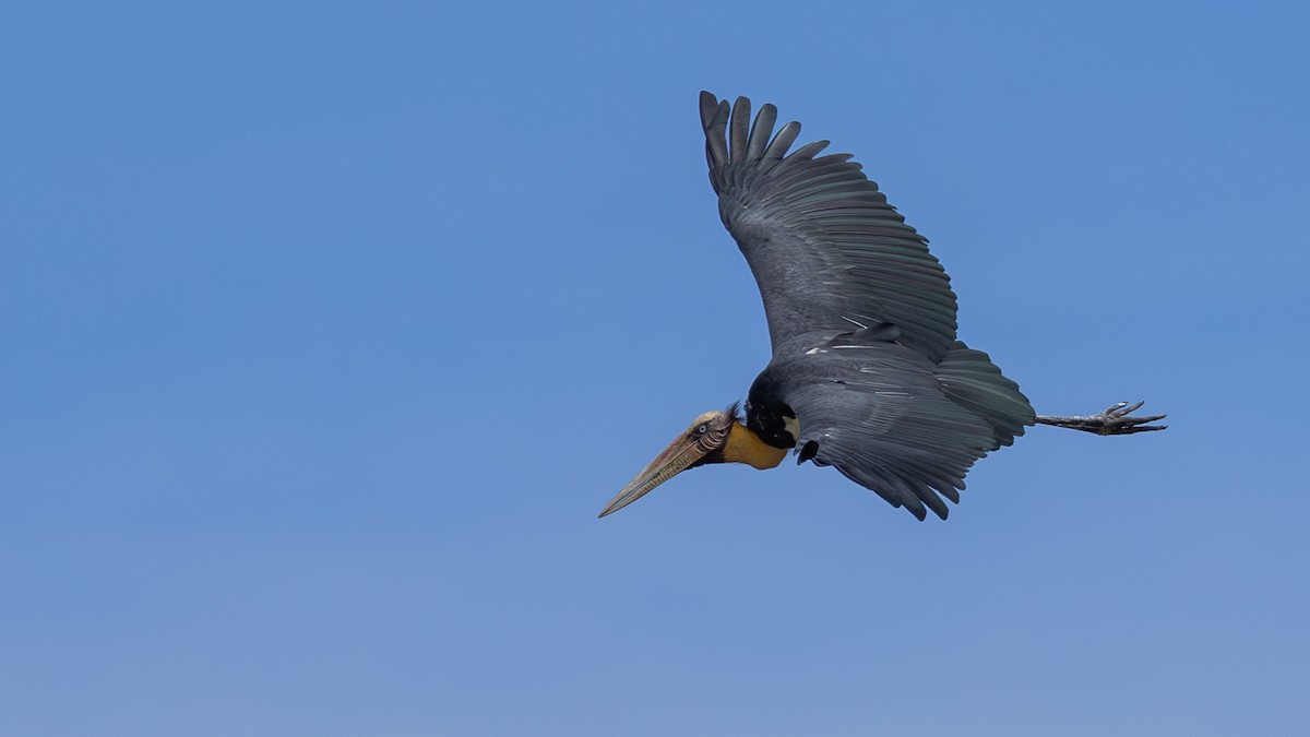 Lesser Adjutant - ML646432392