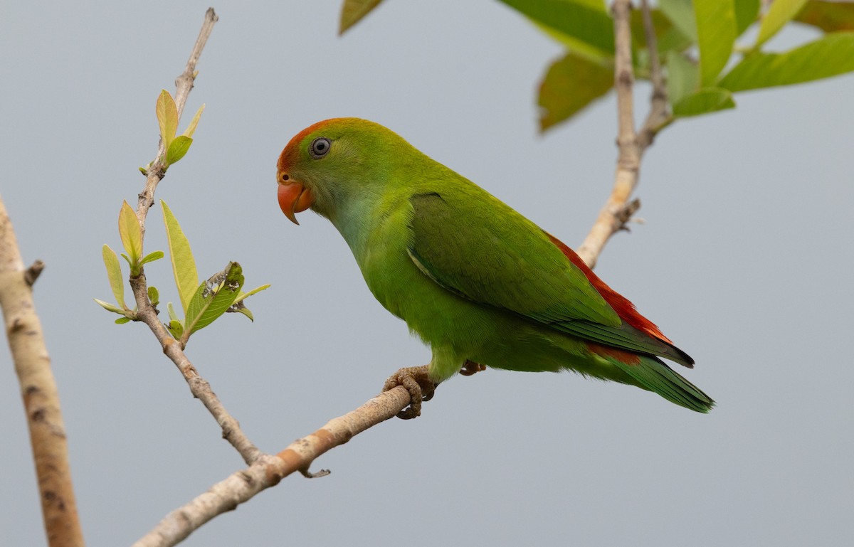 Sri Lanka Hanging-Parrot - ML646432393