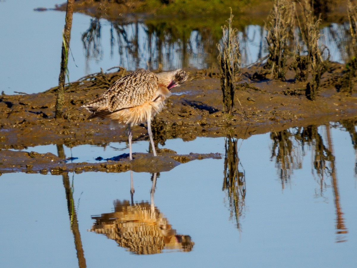 Long-billed Curlew - ML646432397