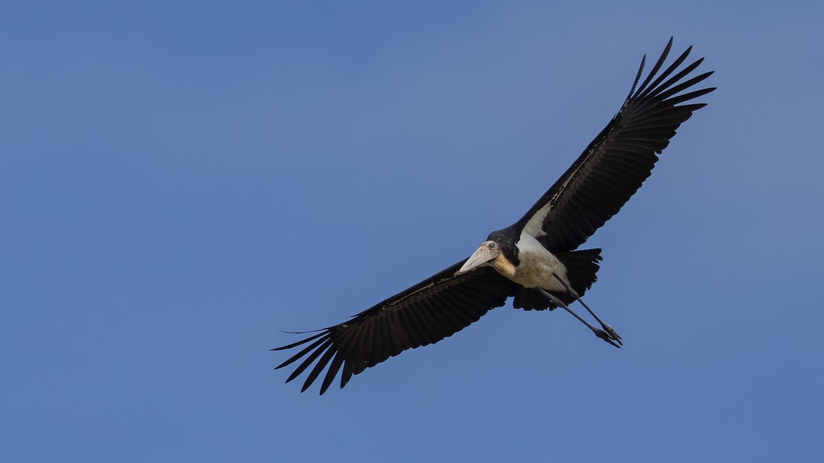 Lesser Adjutant - ML646432398