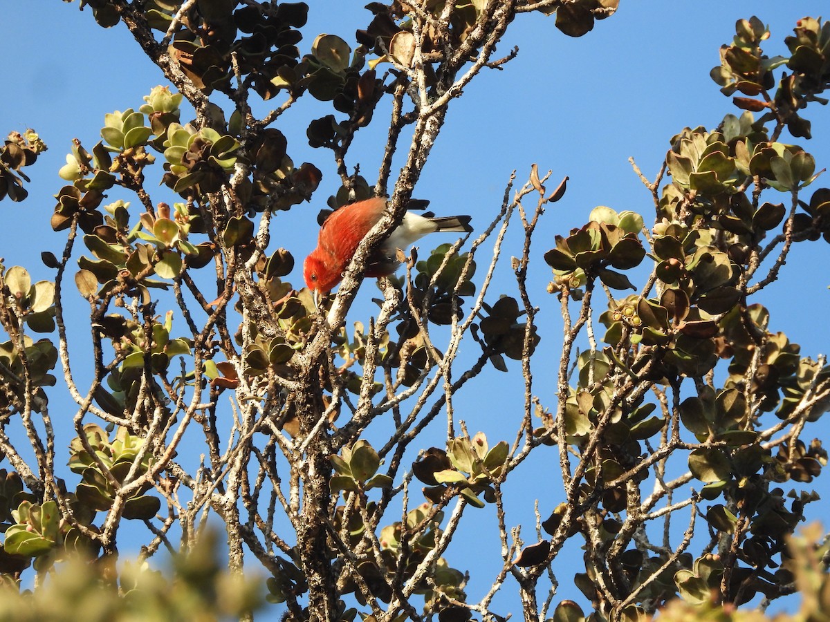 Apapane - ML646432399