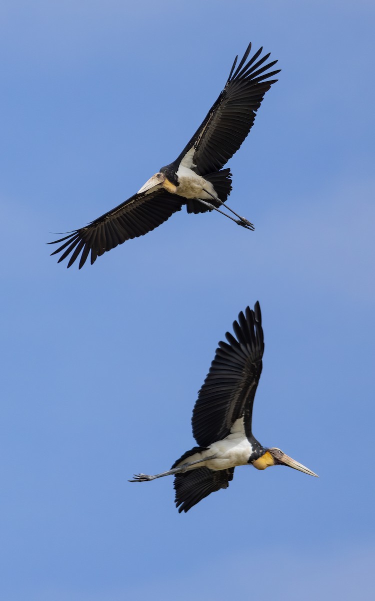 Lesser Adjutant - ML646432402