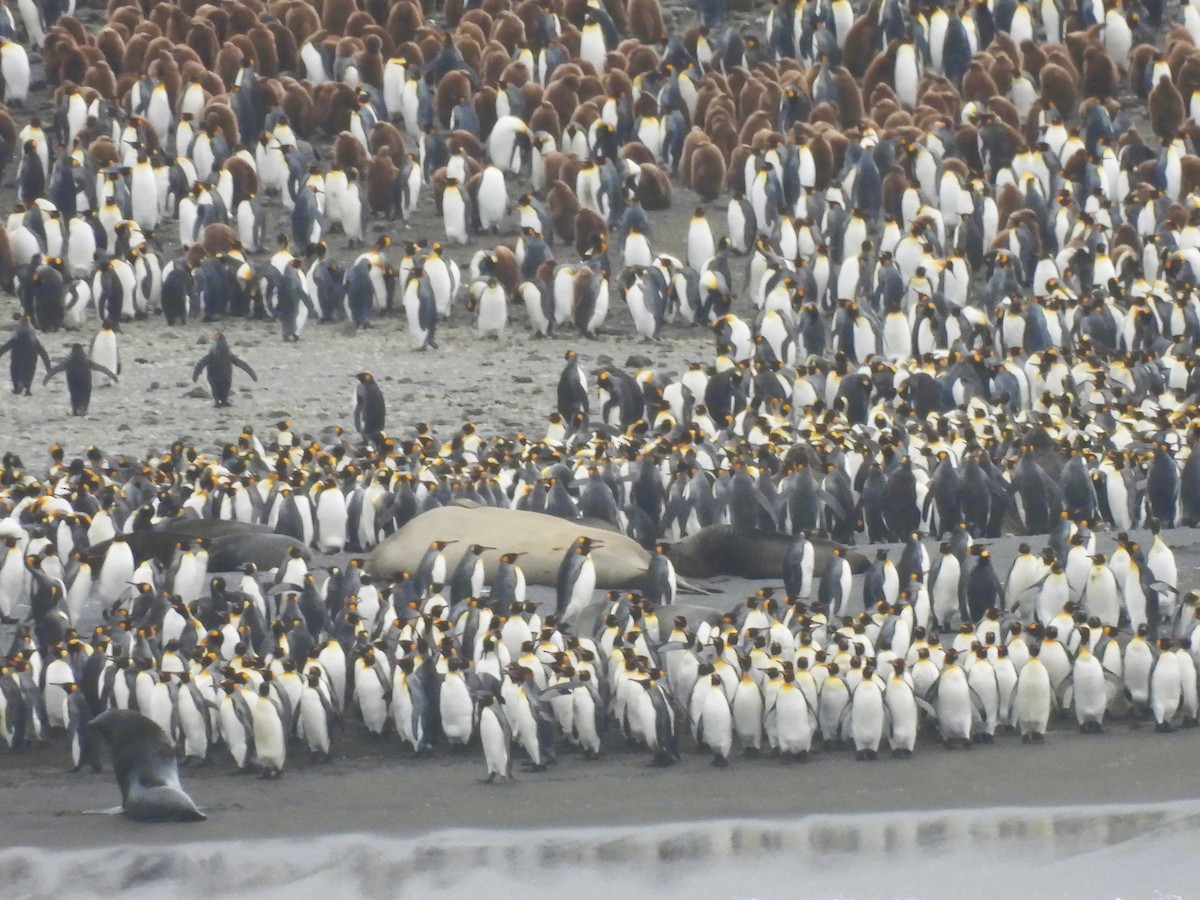 tučňák patagonský - ML646432403