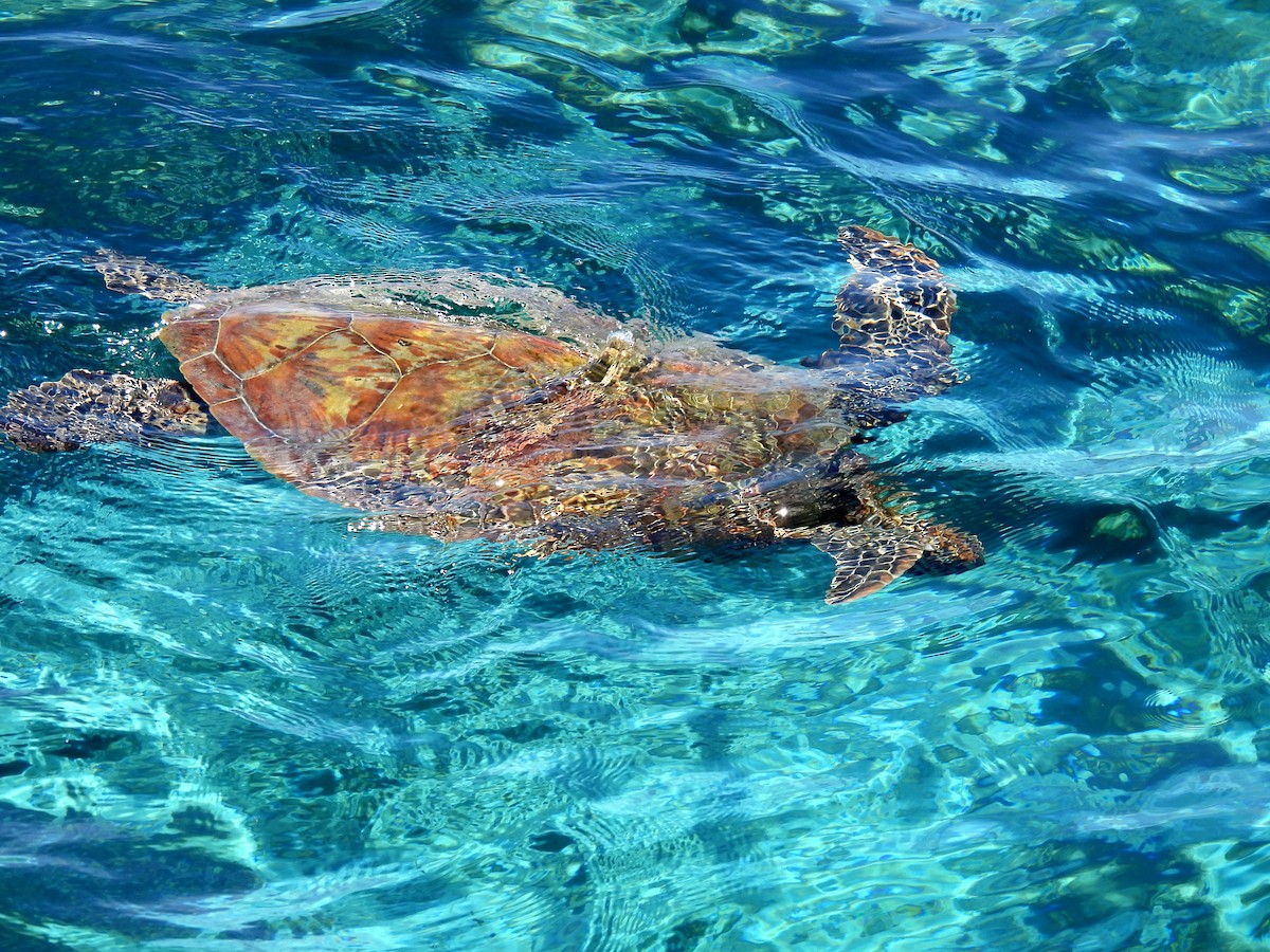 Green Sea Turtle - ML646432404