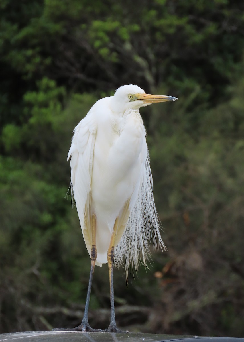 Koartza/Koartzatxoa sp. - ML646432406