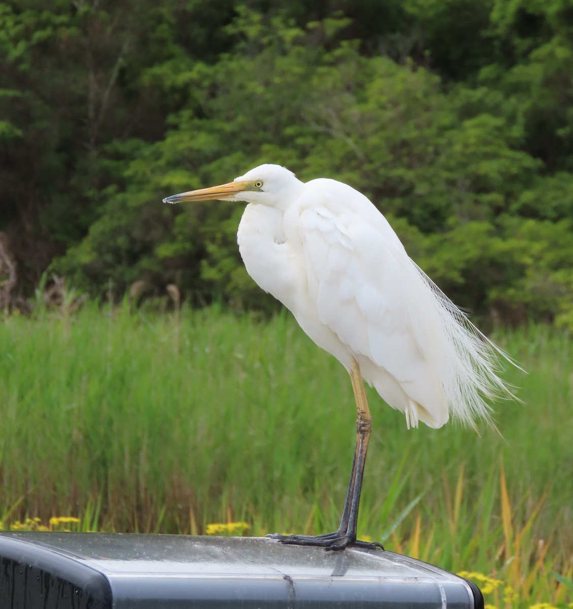 Koartza/Koartzatxoa sp. - ML646432407