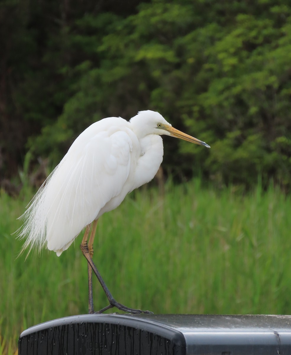 Koartza/Koartzatxoa sp. - ML646432408