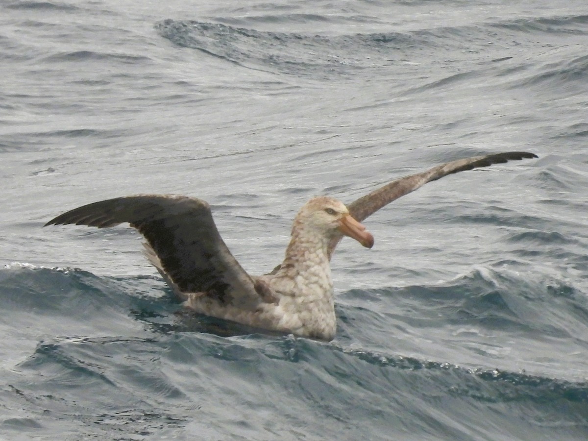 buřňák obrovský - ML646432419