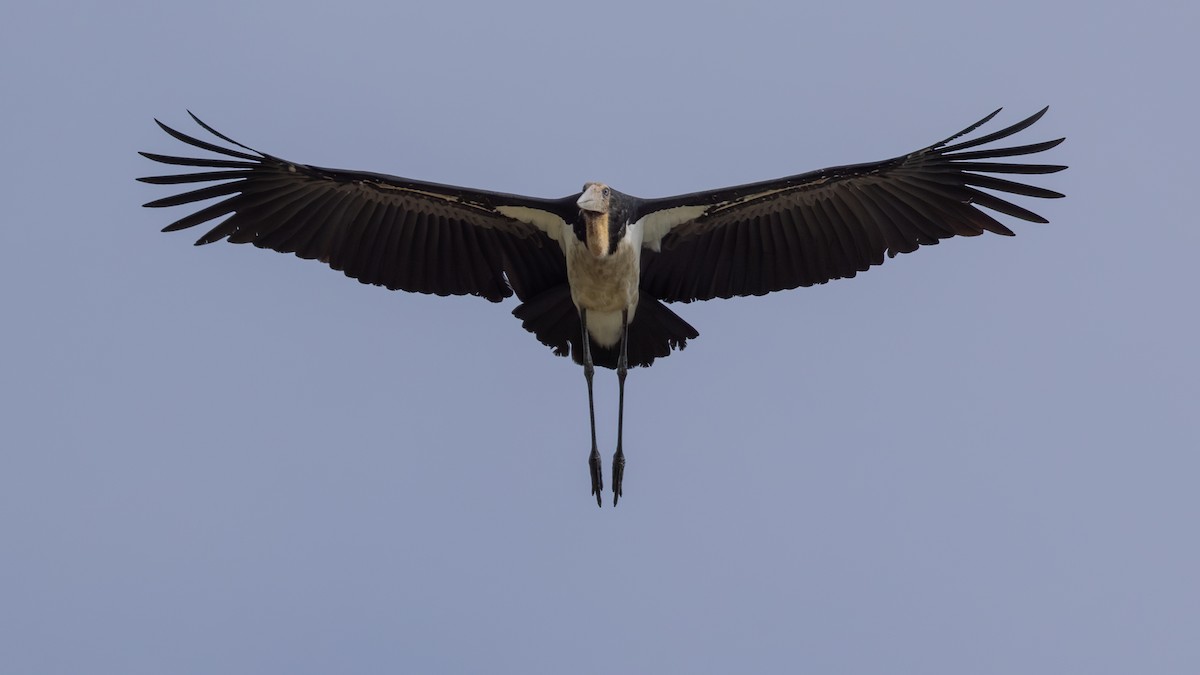 Lesser Adjutant - ML646432420