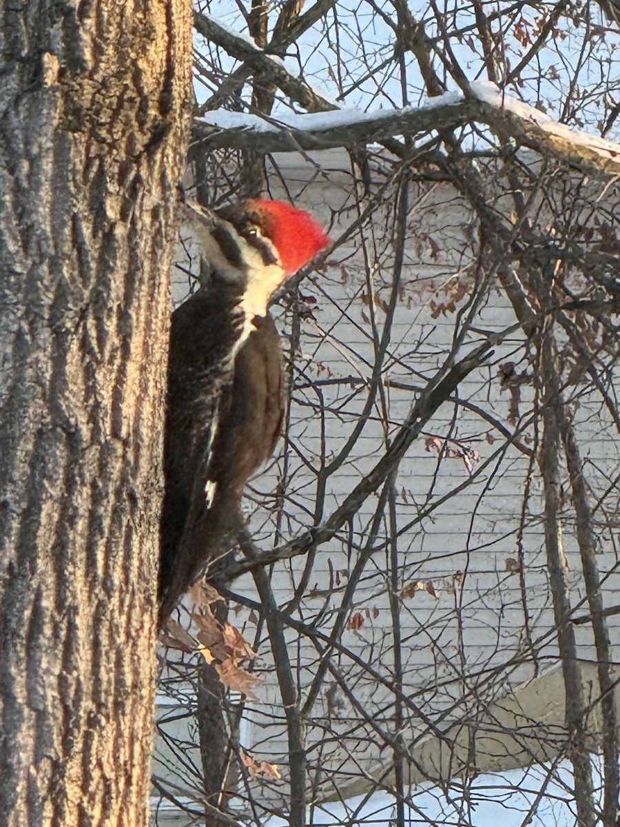 Жовна північна - ML646432421