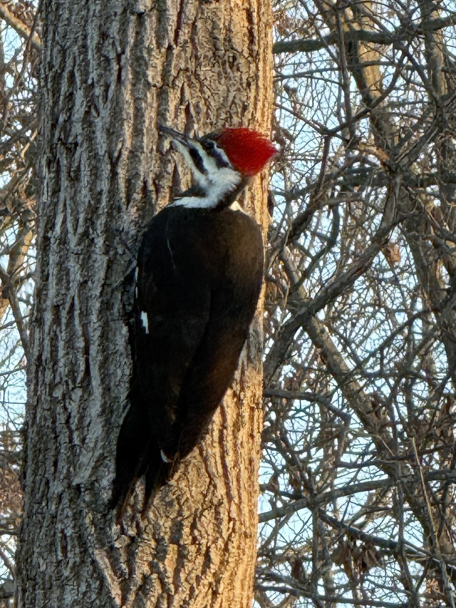 Жовна північна - ML646432422