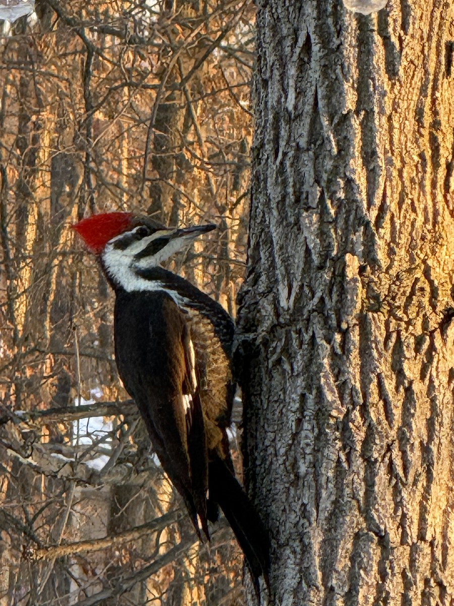 Жовна північна - ML646432423