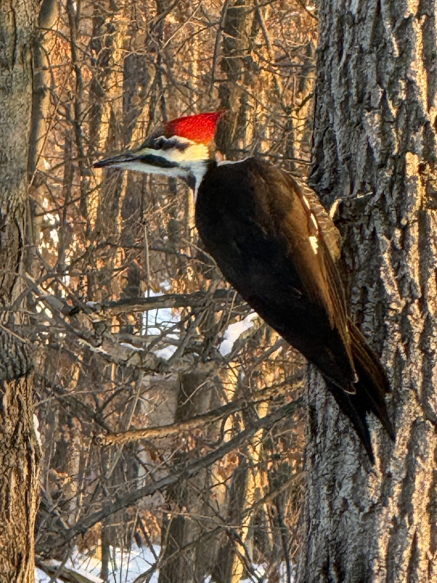Жовна північна - ML646432424
