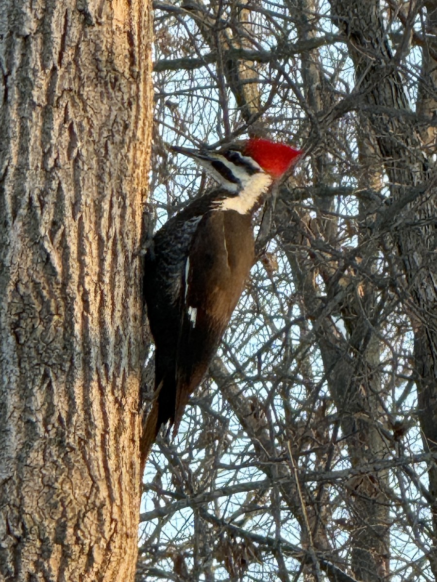 Жовна північна - ML646432425
