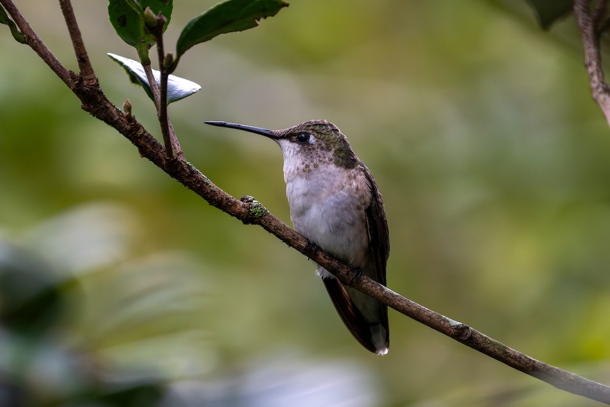 Colibri à gorge rubis - ML646432426