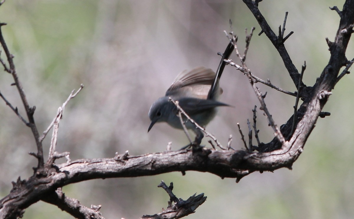 ズグロブユムシクイ - ML646432429