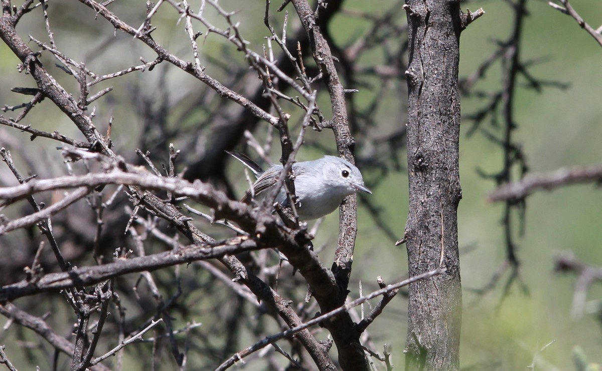 ズグロブユムシクイ - ML646432430