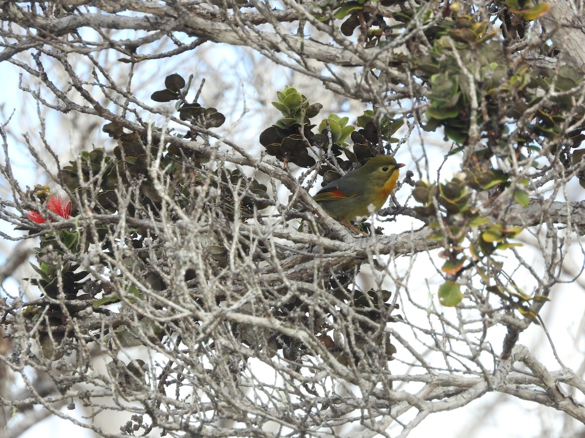Red-billed Leiothrix - ML646432431