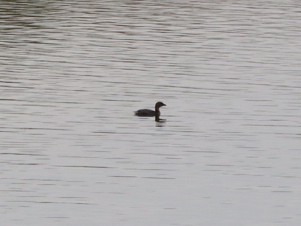 Pied-billed Grebe - ML646432432