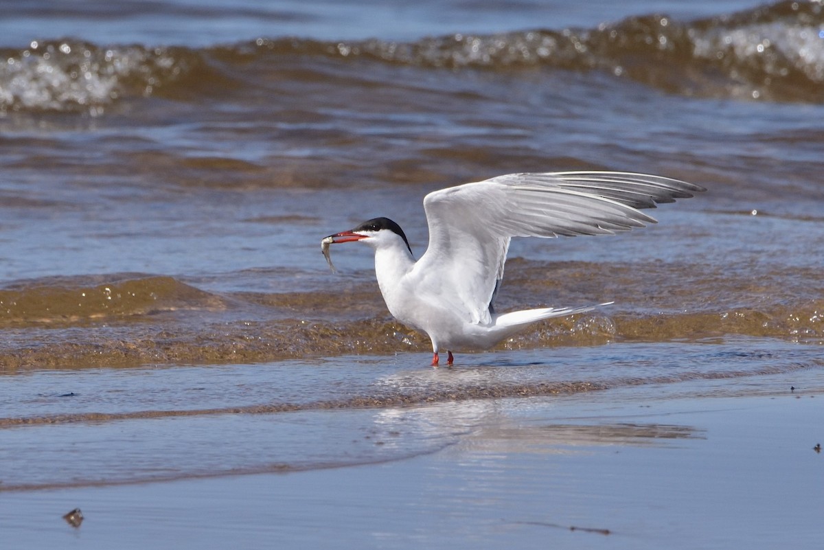 燕鷗 - ML646432433