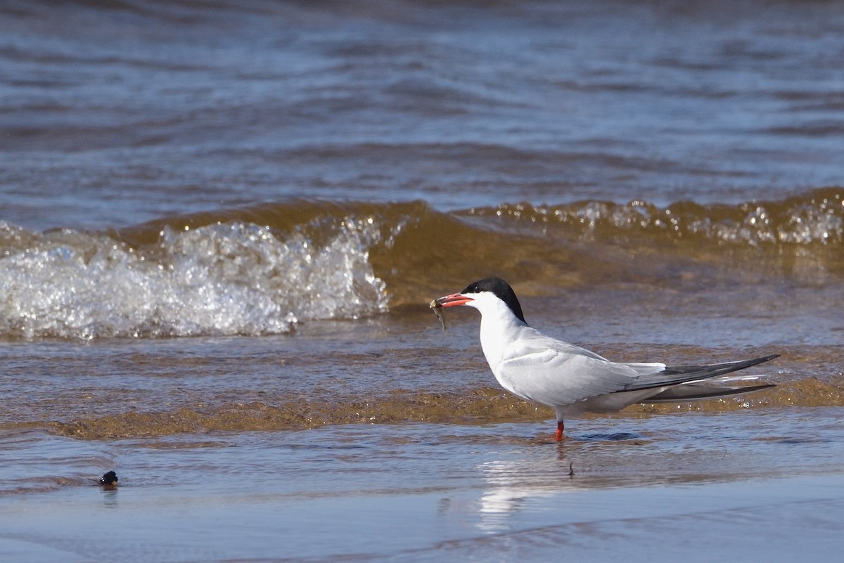 燕鷗 - ML646432434