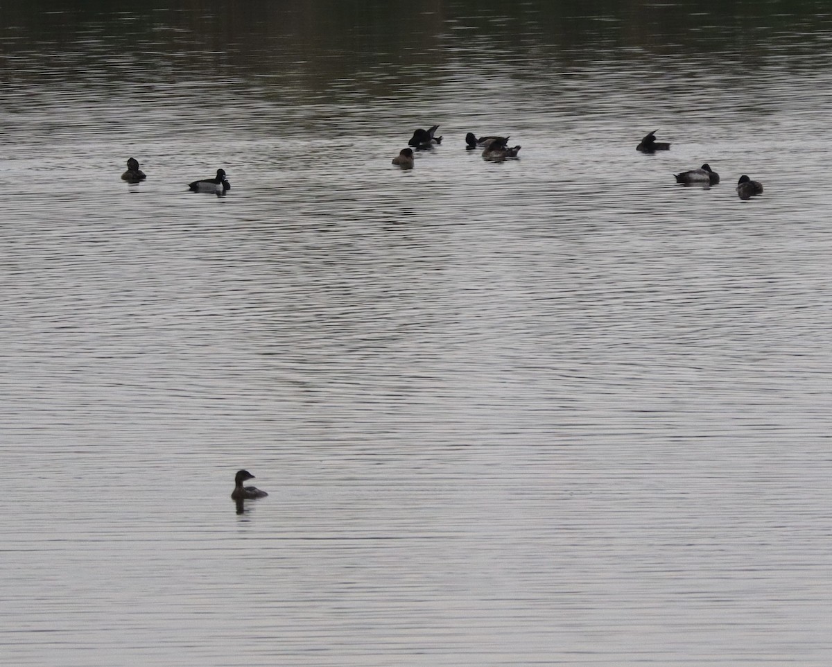 Pied-billed Grebe - ML646432437
