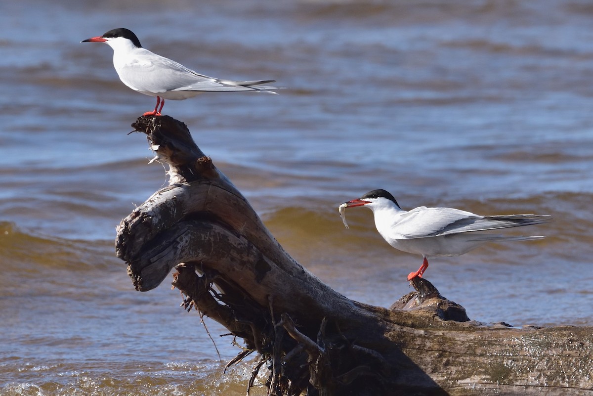 燕鷗 - ML646432438