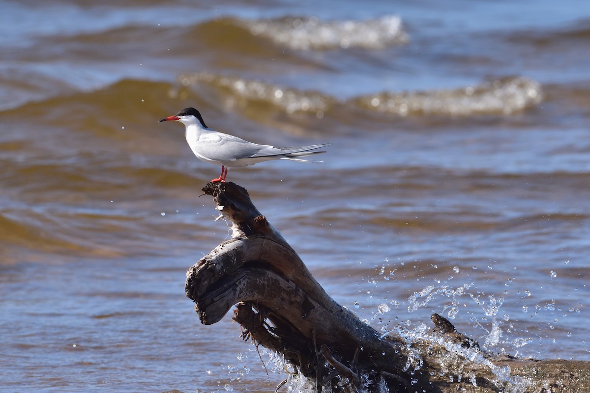 燕鷗 - ML646432440