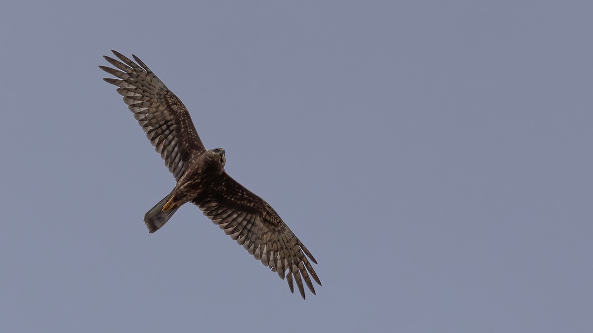Pied Harrier - ML646432441
