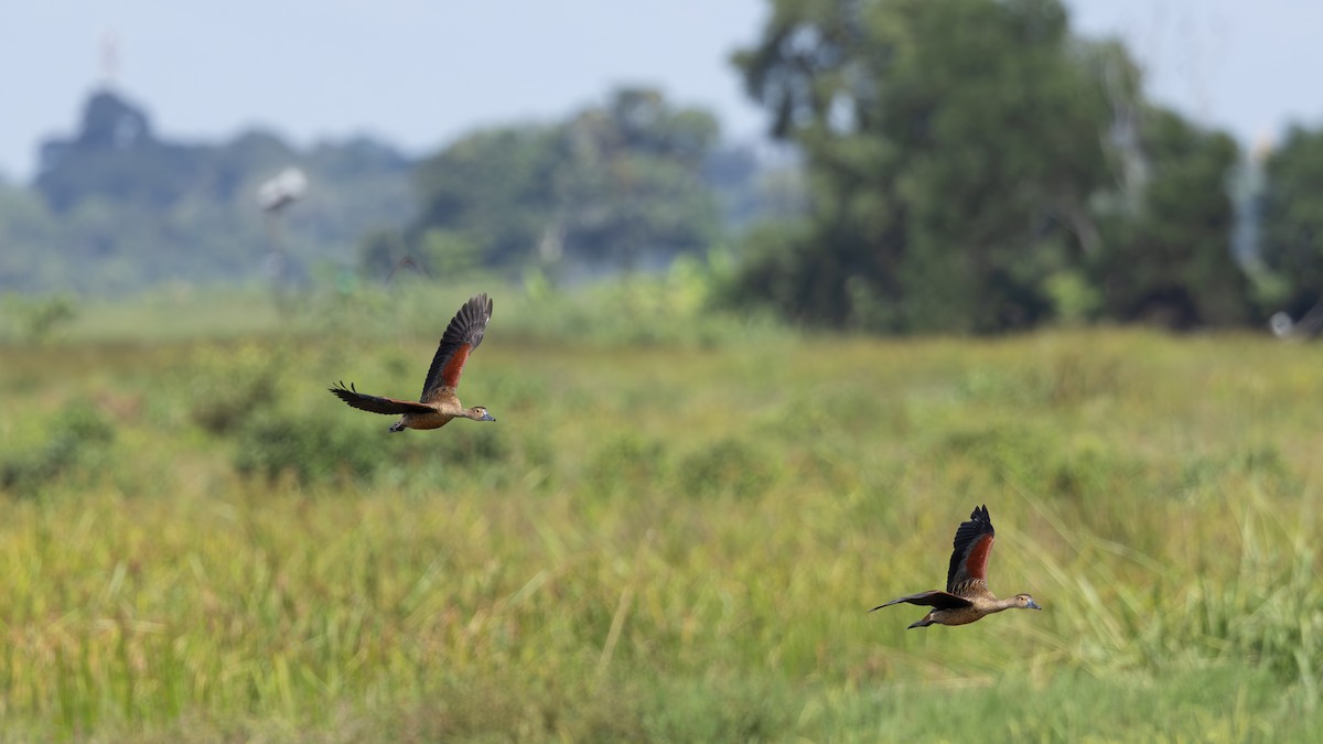 Lesser Whistling-Duck - ML646432445