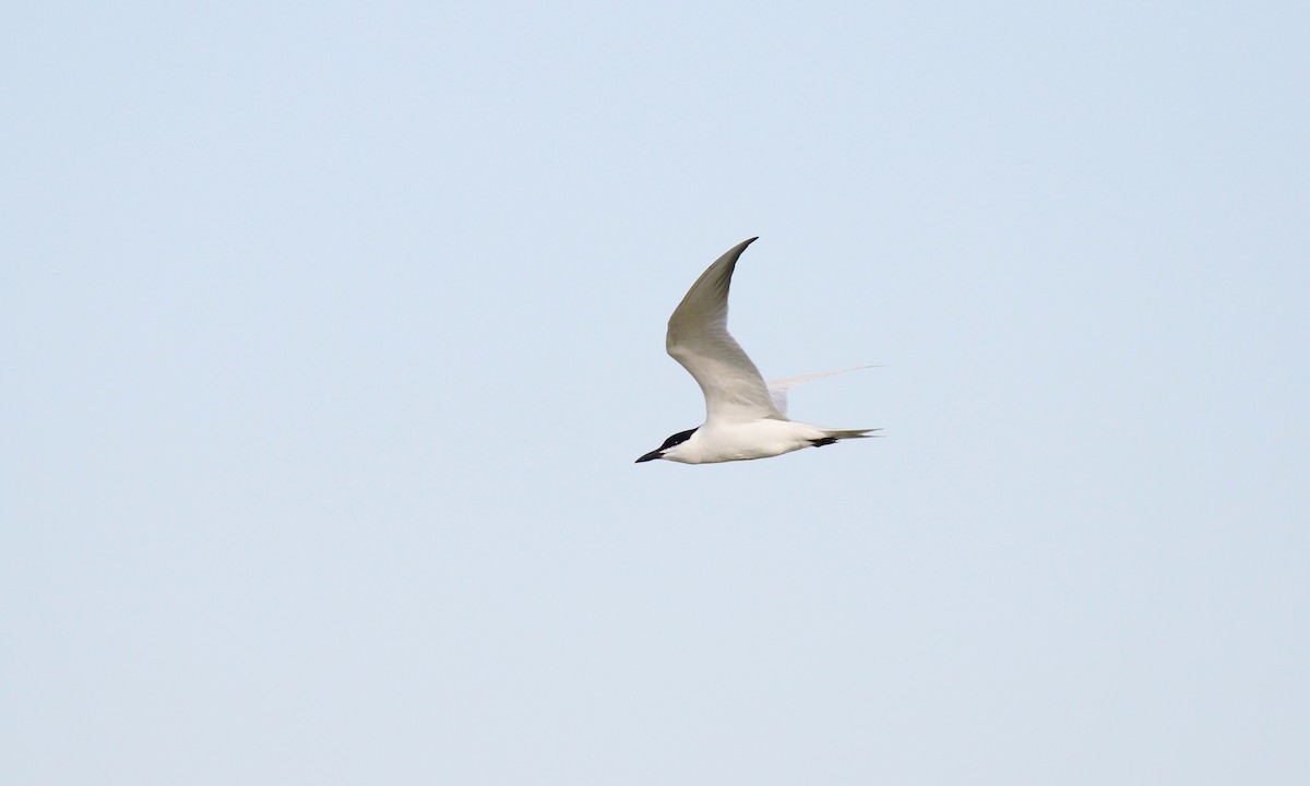 鷗嘴燕鷗 - ML646432446