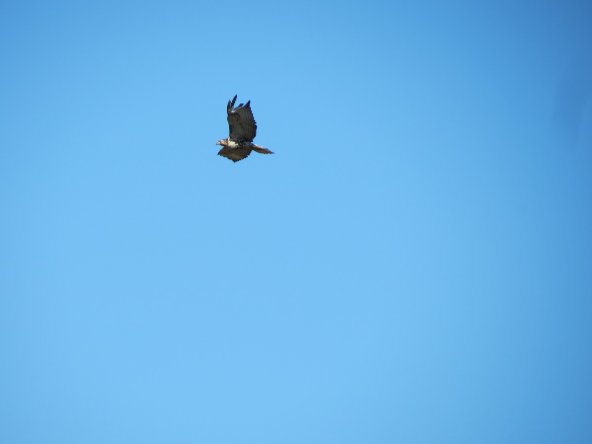 Red-tailed Hawk - ML646432448