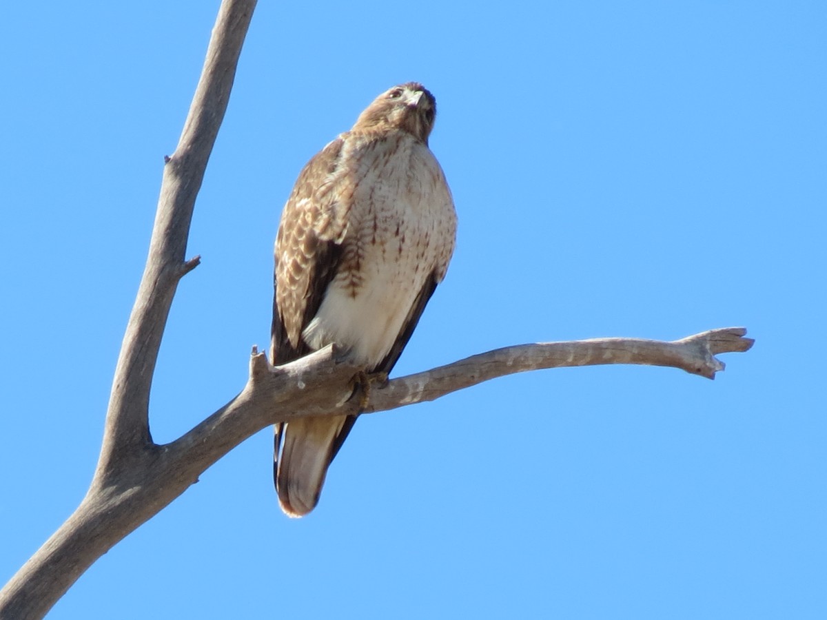 Red-tailed Hawk - ML646432449