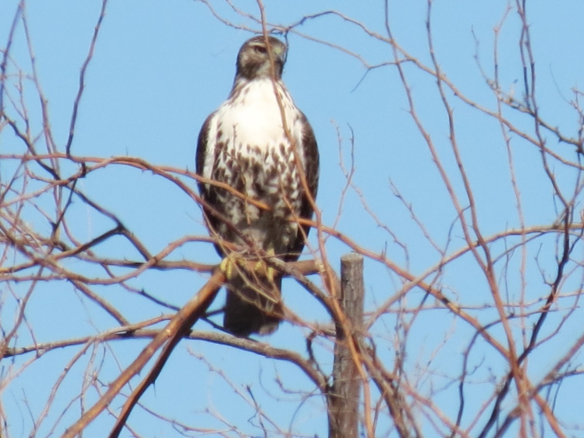 Red-tailed Hawk - ML646432450