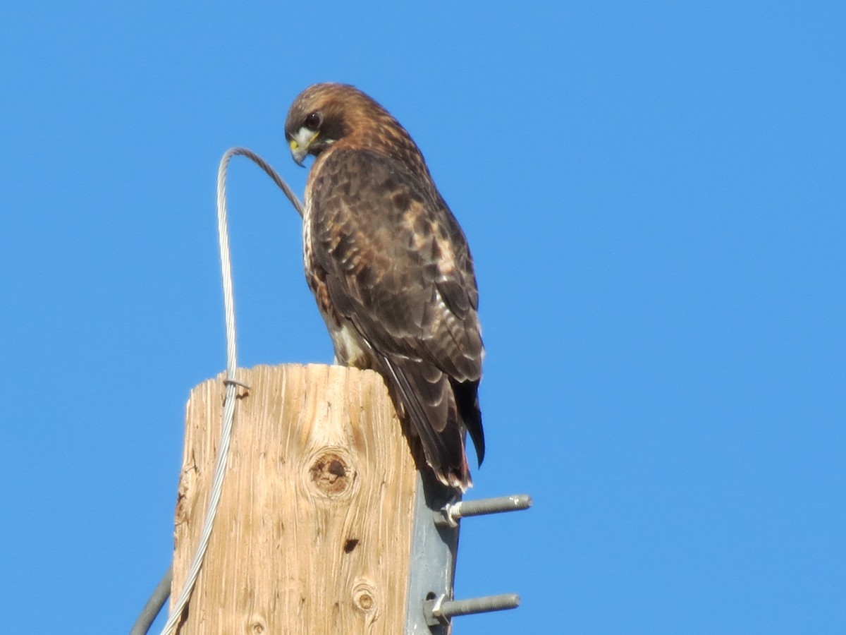 Red-tailed Hawk - ML646432451