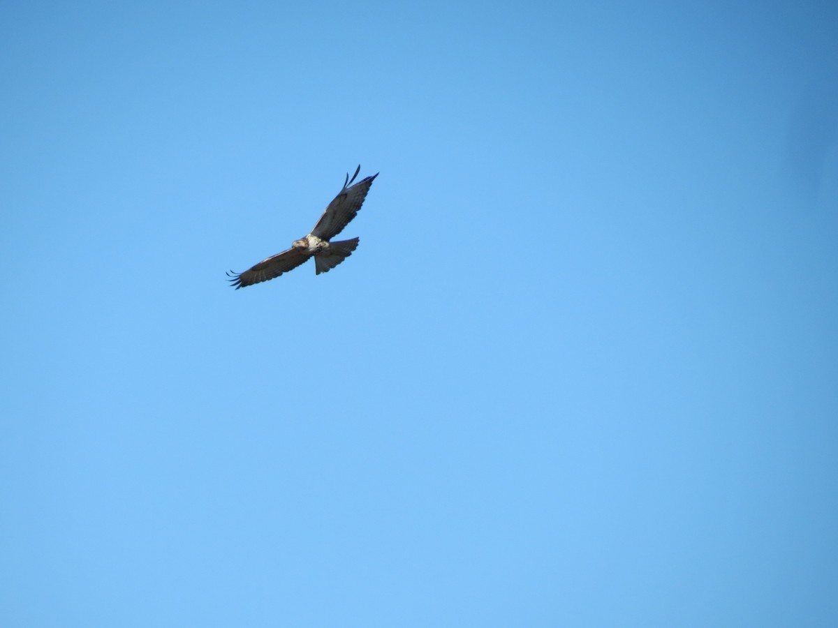 Red-tailed Hawk - ML646432452