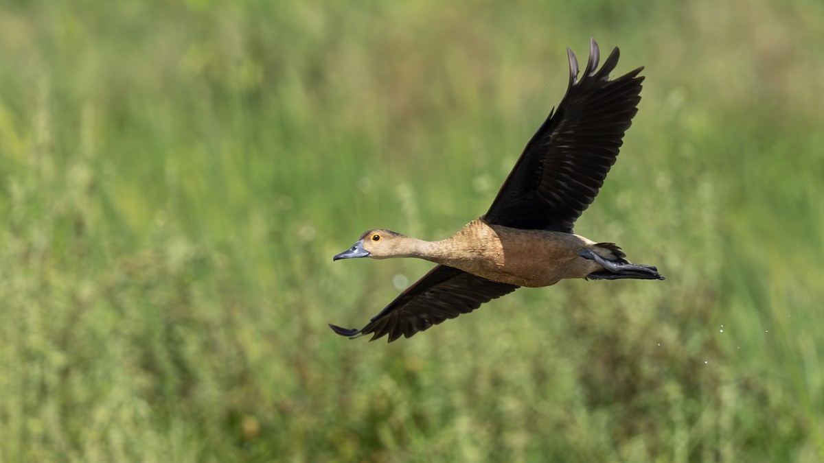 Lesser Whistling-Duck - ML646432453