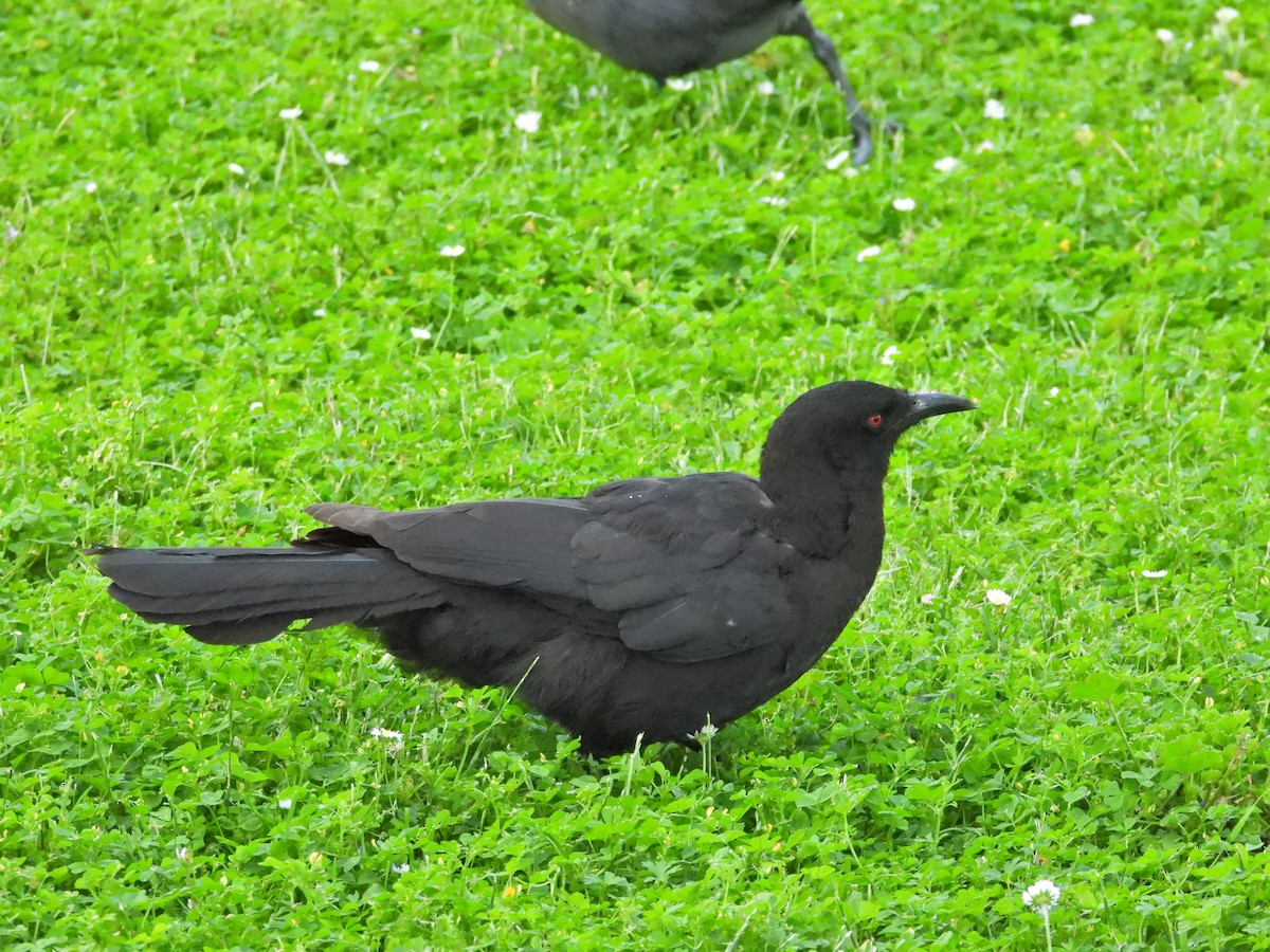 White-winged Chough - ML646432458
