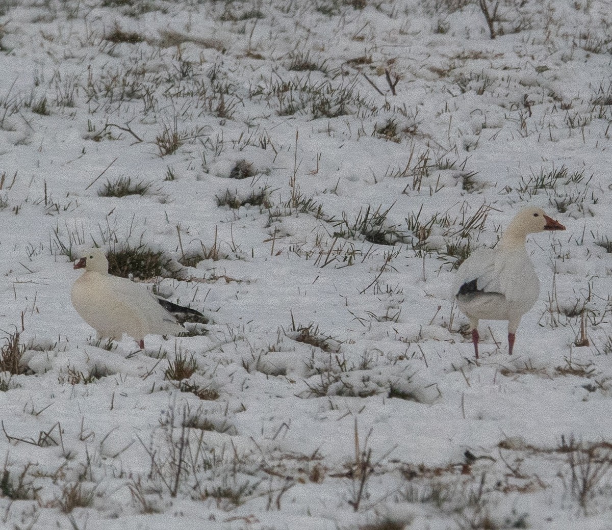 Ross's Goose - ML646432459